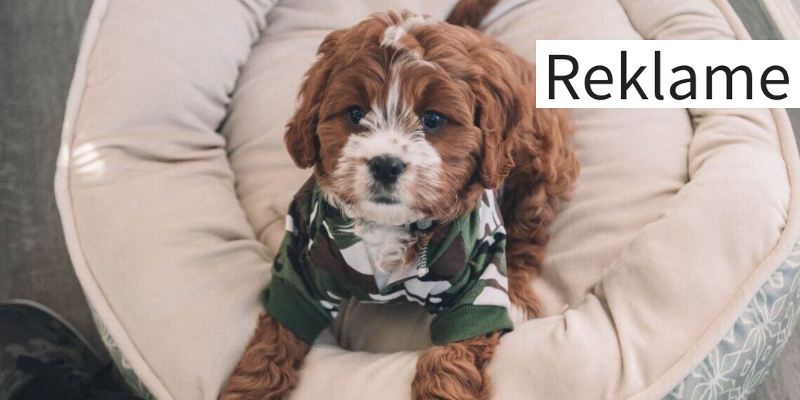 Stort udvalg af hundesenge til din bedste ven